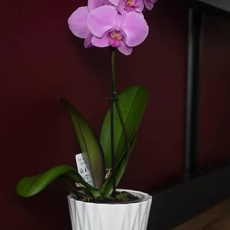 Rose Valley פולניסה-ז'דוז'