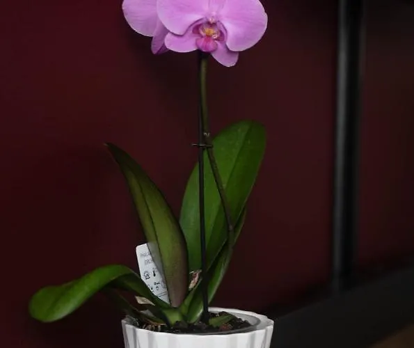 Rose Valley Polanica-Zdrój